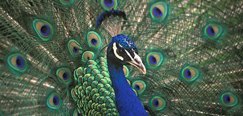 pfau_home_346 pfau_home_346